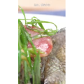 美食菜系做法14725