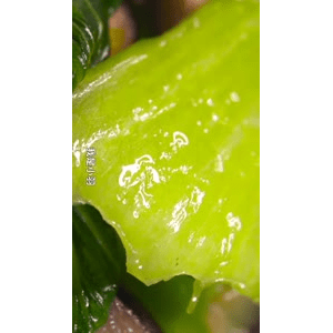美食菜系做法14731