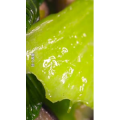 美食菜系做法14731