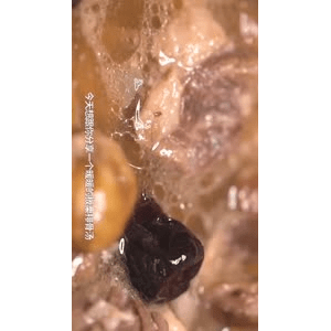 美食菜系做法14872