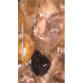 美食菜系做法14872