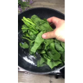 美食菜系做法17705