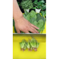 美食菜系做法21374