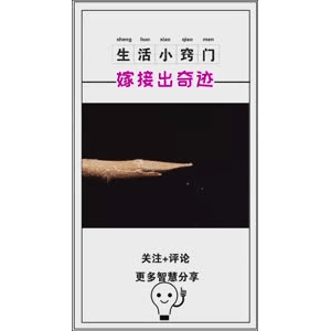 生活小妙招932