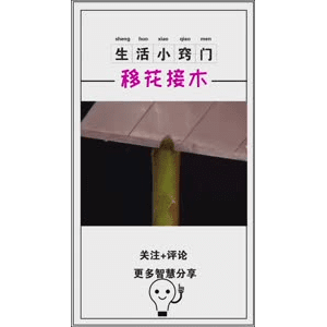 生活小妙招956