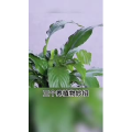 生活小妙招3136