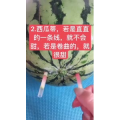 生活小妙招3537