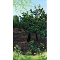 生活小妙招3554