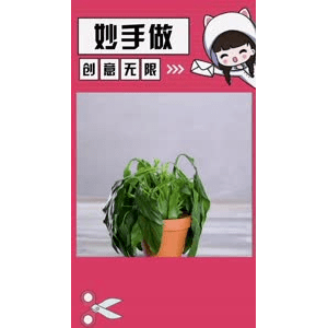 生活小妙招4496