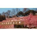 西安曲江寒窑