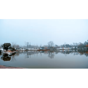 雪景松树