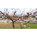 青岛麦岛雨中樱花开