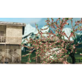 AM06341 动画版西藏风景（无音乐）
