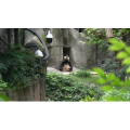 国宝大熊猫