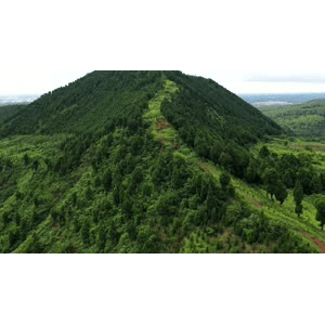 航拍四川金堂山坡上的牛群