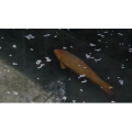 京都 哲学の道と白川通周辺の桜 4月_超清 4K