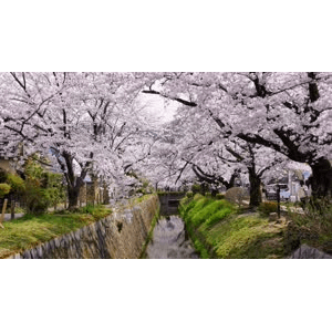 哲学の道から祇園白川お花見【京都桜】Cherry blossoms in Kyoto_超清 4K