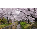 哲学の道から祇園白川お花見【京都桜】Cherry blossoms in Kyoto_超清 4K