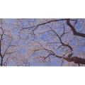 [4K] 大都会東京のオアシス 桜と新緑の新宿御苑_超清 4K