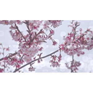 【4K】日本 初春的热海樱花_超清 4K
