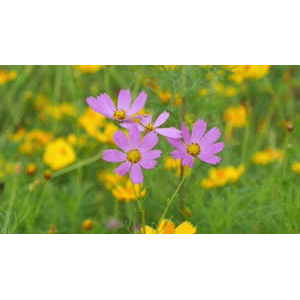 日本乡村 - 千早赤坂村入秋　日本の原風景_超清 4K