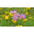 日本乡村 - 千早赤坂村入秋　日本の原風景_超清 4K