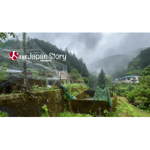 日本最受欢迎的钓鱼胜地之一背后的工作_超清 4K