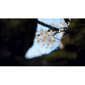 白石川堤一目千本桜 2020_超清 4K