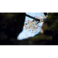 白石川堤一目千本桜 2020_超清 4K