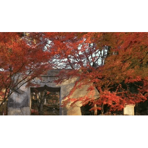 紅葉の京都_超清 4K