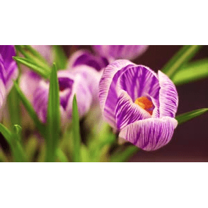 [4K]超高清鲜花收藏  你最喜欢的是什么花呢？_超清 4K