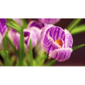[4K]超高清鲜花收藏  你最喜欢的是什么花呢？_超清 4K