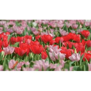 [4K]鲜花收藏 超高清每一帧都可以用来当壁纸_超清 4K