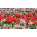 [4K]鲜花收藏 超高清每一帧都可以用来当壁纸_超清 4K