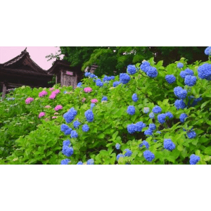 【4K,60fps】超高清每一帧都可以用来当壁纸 鲜花收藏_超清 4K