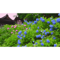 【4K,60fps】超高清每一帧都可以用来当壁纸 鲜花收藏_超清 4K