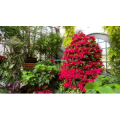【4K高清】漫游温室美丽的花卉_超清 4K