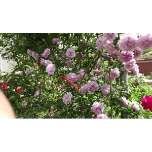 春暖花开我请您欣赏花花_超清 4K