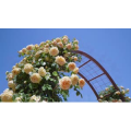 请您欣赏花花 2019.05.25盛开的春天玫瑰绘本（有品种名称） 山梨县藤川工艺公园4k_超清 4K