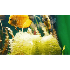 1小时珊瑚礁水族馆_超清 4K