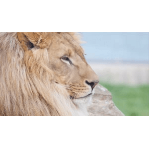 【4K,60fps】谁说猫科动物就只有温顺的小猫咪的 猫科动物合集收藏超高清每一帧都可以用来当壁纸_超清 4K
