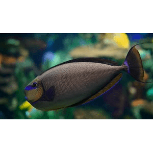 【4K】水族馆-自然流水声-放松冥想背景音乐-1小时_超清 4K