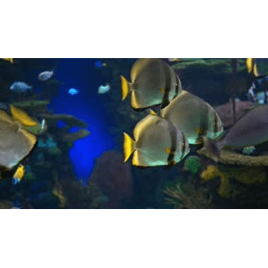 超清 4K 水族馆珊瑚礁
