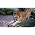 【4K,60fps】超高清每一帧都可以用来当壁纸 动物类_超清 4K