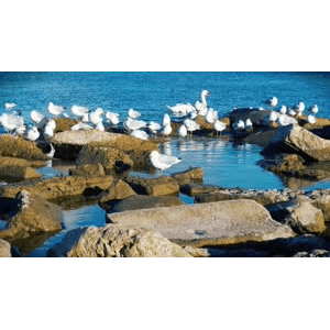 【4K】海鸟-轻松冥想背景音乐-30分钟_超清 4K