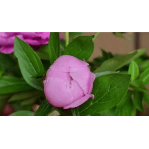 花朵开放延时摄影 5