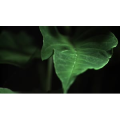 花朵开放延时摄影 6
