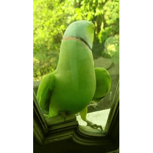动物6