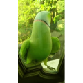 动物6