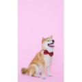 动物13